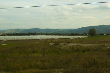 Image showing Low film greenhouse