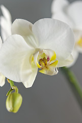 Image showing White Orchid