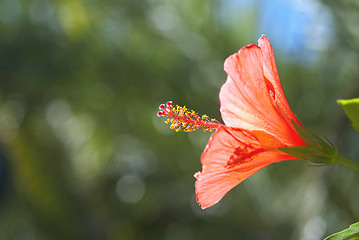 Image showing Red Hibiscus
