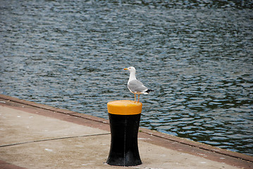 Image showing Gull standing on a bollard by the river