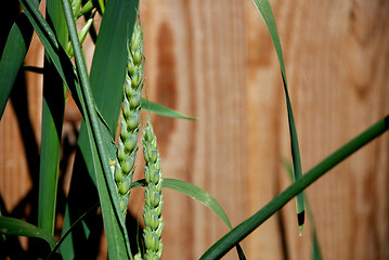 Image showing Green ears of wheat 