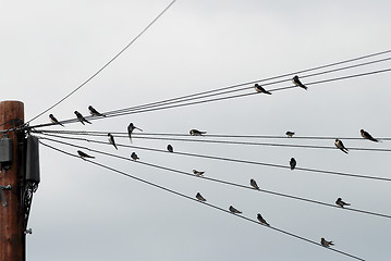 Image showing Flock of swallows gathered on telegraph wires