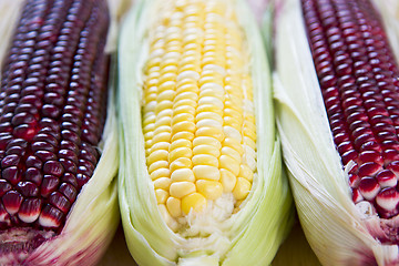 Image showing Fresh corn