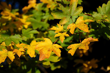 Image showing Yellow and green autumnal leaves