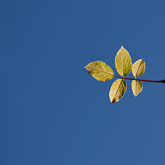 Image showing Five yellow leaves against a plain blue sky