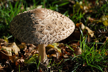 Image showing Texture of a shaggy parasol mushroom cap