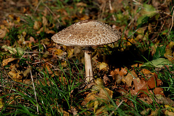 Image showing Large mushroom surrounded by grass and autumn leaves