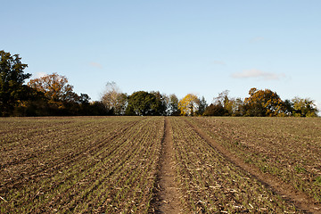 Image showing Farmland edged by autumnal trees