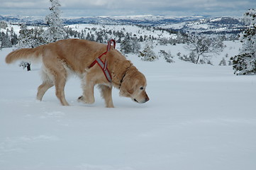 Image showing Dog in snowy landscape