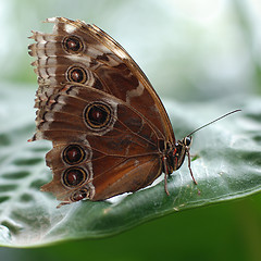 Image showing Northern Pearl Eye butterfly