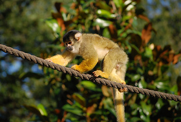 Image showing Black capped squirrel monkey