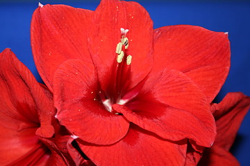 Image showing Wonderful red amaryllis