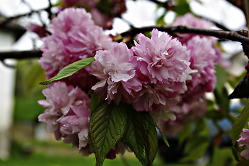 Image showing Pink Blossom