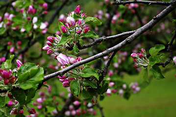 Image showing Pink Buds