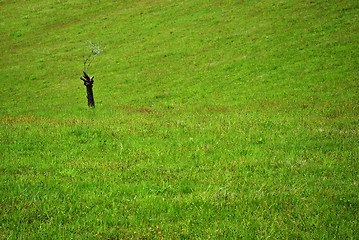 Image showing Stump