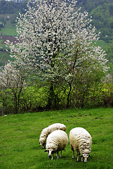 Image showing Sheeps