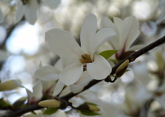 Image showing Magnolia beauty