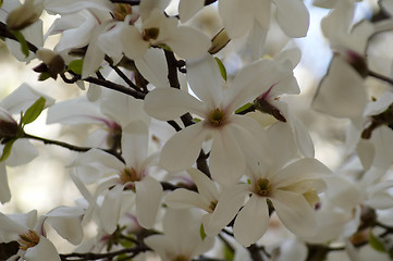 Image showing magnolia tree