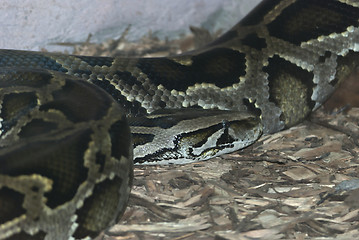 Image showing Anaconda