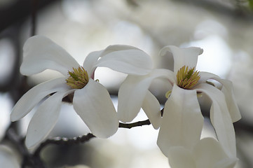 Image showing Two on a branch