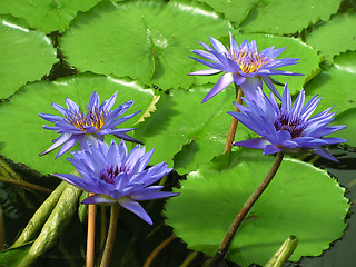 Image showing Water lilies
