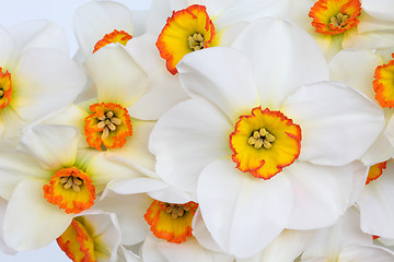 Image showing Narcissus Flower Beauty