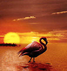 Image showing Sunset With Flamingo