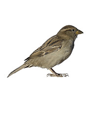 Image showing Sparrow 