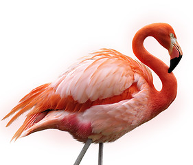 Image showing Pink Flamingo