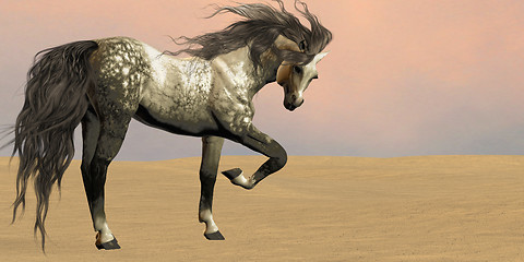 Image showing Desert Arabian Horse