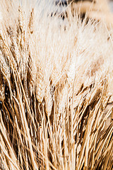 Image showing Ripe Summer Wheat