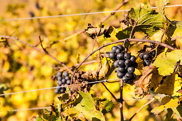 Image showing Italian Vineyard