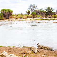 Image showing Kenian crocodiles