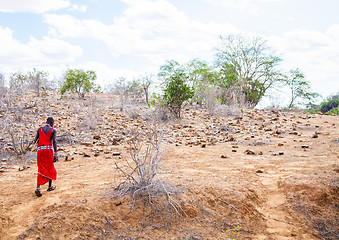 Image showing Masai in savanna