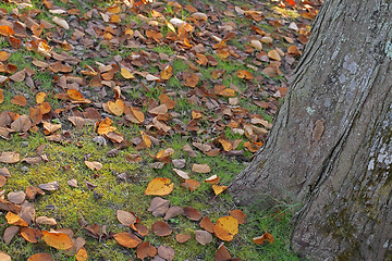 Image showing Autumn park abstract