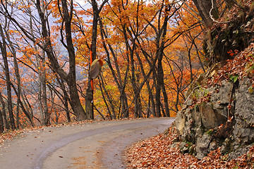 Image showing Autumn road