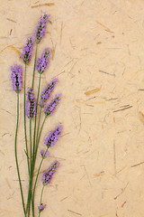 Image showing Lavender Flower Beauty