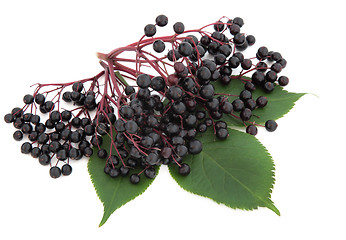 Image showing Elderberry Fruit