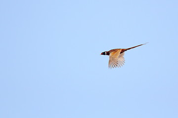 Image showing pheasant flying in the sky