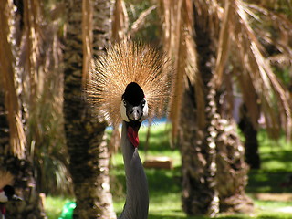 Image showing Crowned crane