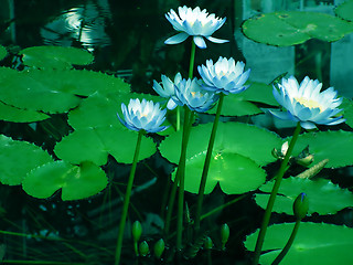 Image showing Water lilies1