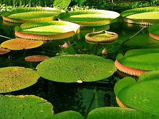 Image showing Giant water lilies