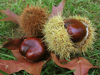 Image showing Chestnut