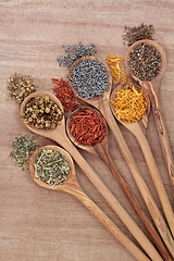 Image showing Healing Herbs