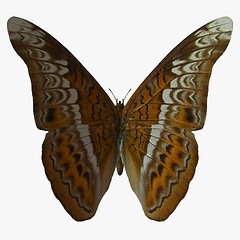 Image showing Butterfly-Admiral