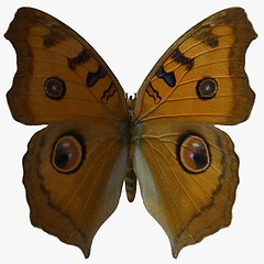 Image showing Butterfly-Argus