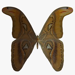 Image showing Butterfly-Atlas