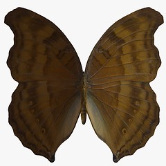 Image showing Butterfly-Beech Wing