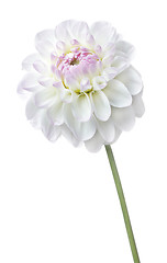 Image showing Pink Flower