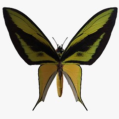 Image showing Butterfly-Birdwing X